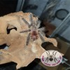 TARANTULA